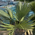 Palma trpasličia (Sabal Minor) - výška kmeňa 30-40 cm,  celková výška 120-140 cm (-20°C)